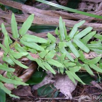 <i>Lygodium microphyllum</i>  (Cav.) R.Br.